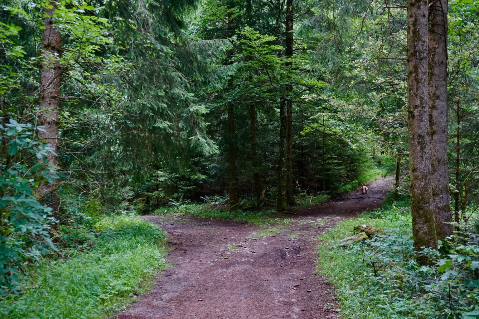 shortcut path